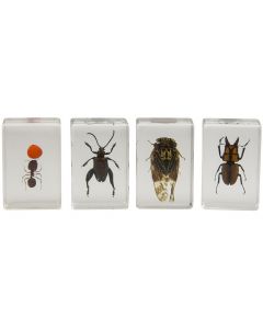 CELESTRON - 3D Bug Specimen Kit #3